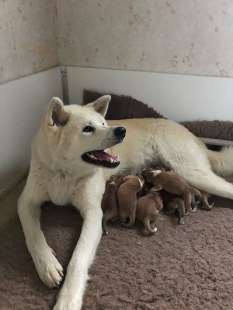 chiot Akita Du petit dan