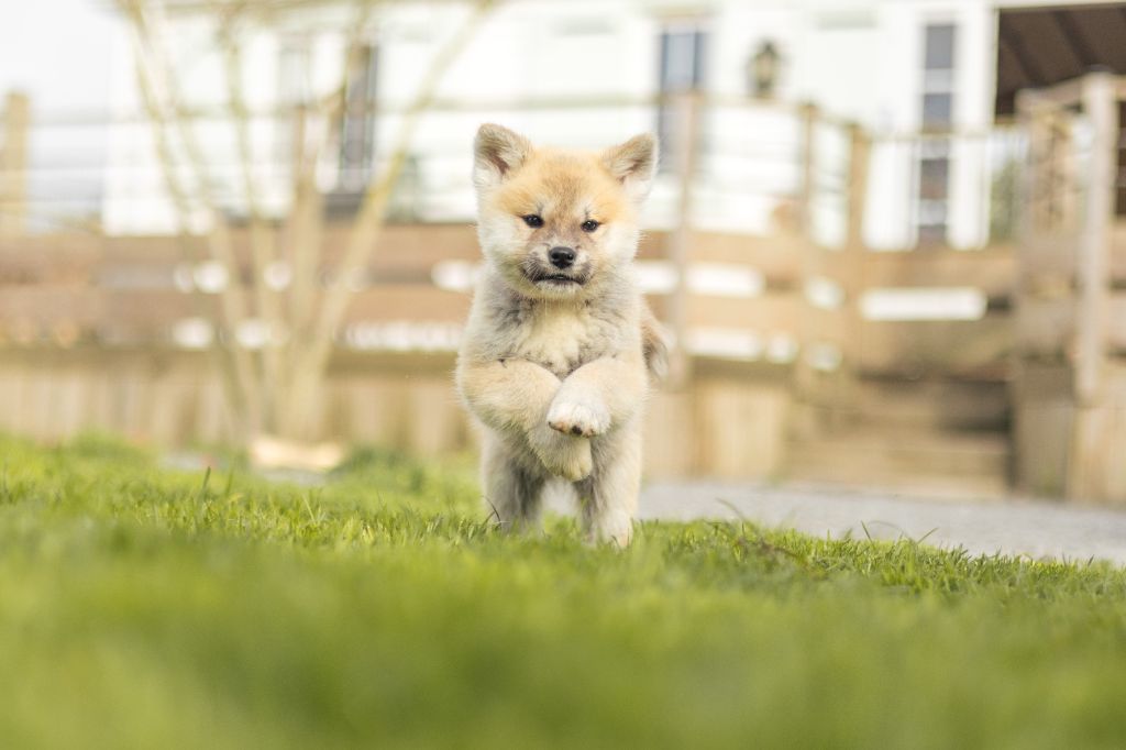 Du petit dan - Chiot disponible  - Akita