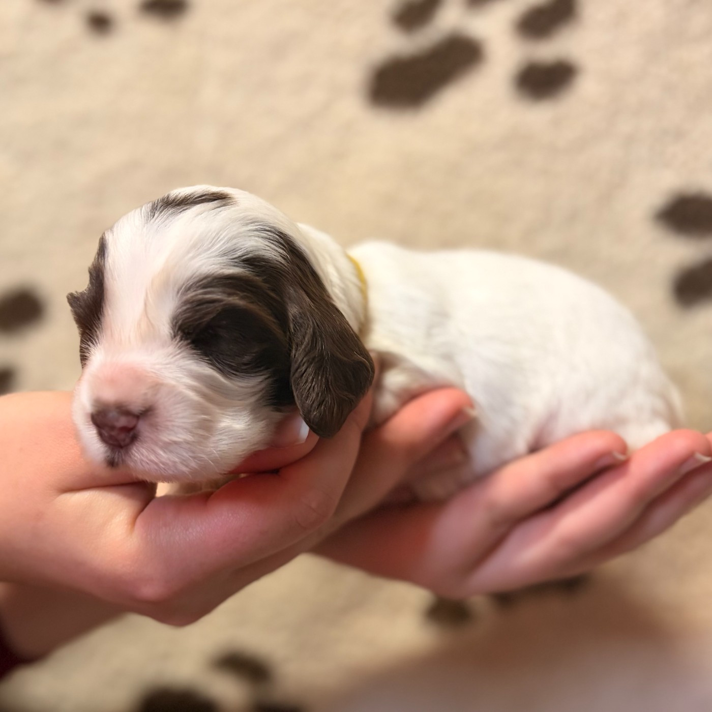 Du petit dan - Chiots disponibles - Cocker Spaniel Anglais