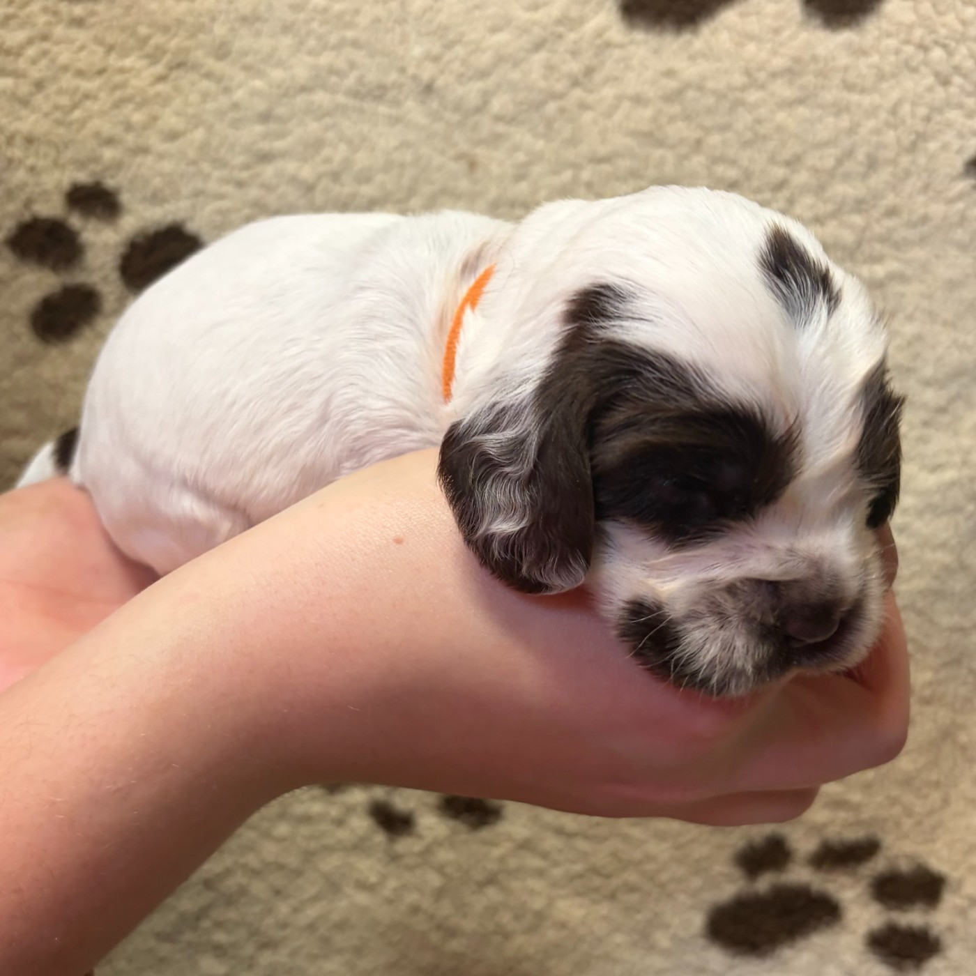 Du petit dan - Chiots disponibles - Cocker Spaniel Anglais