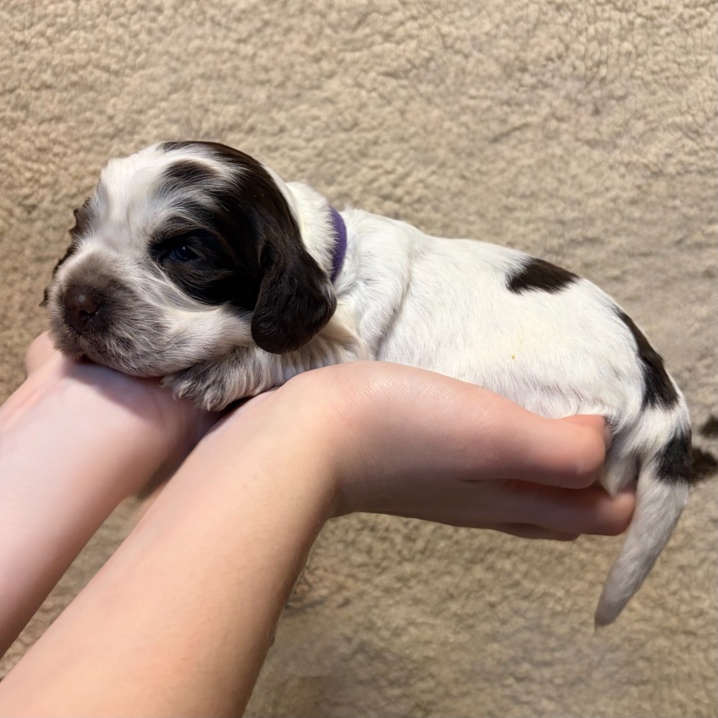 Du petit dan - Chiots disponibles - Cocker Spaniel Anglais