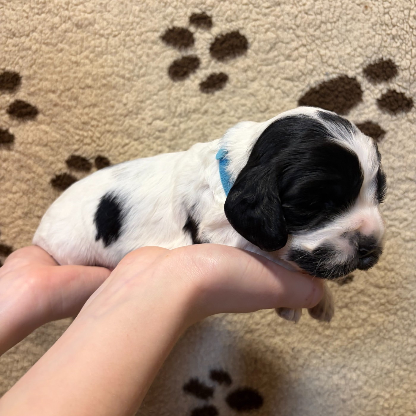 Du petit dan - Chiots disponibles - Cocker Spaniel Anglais