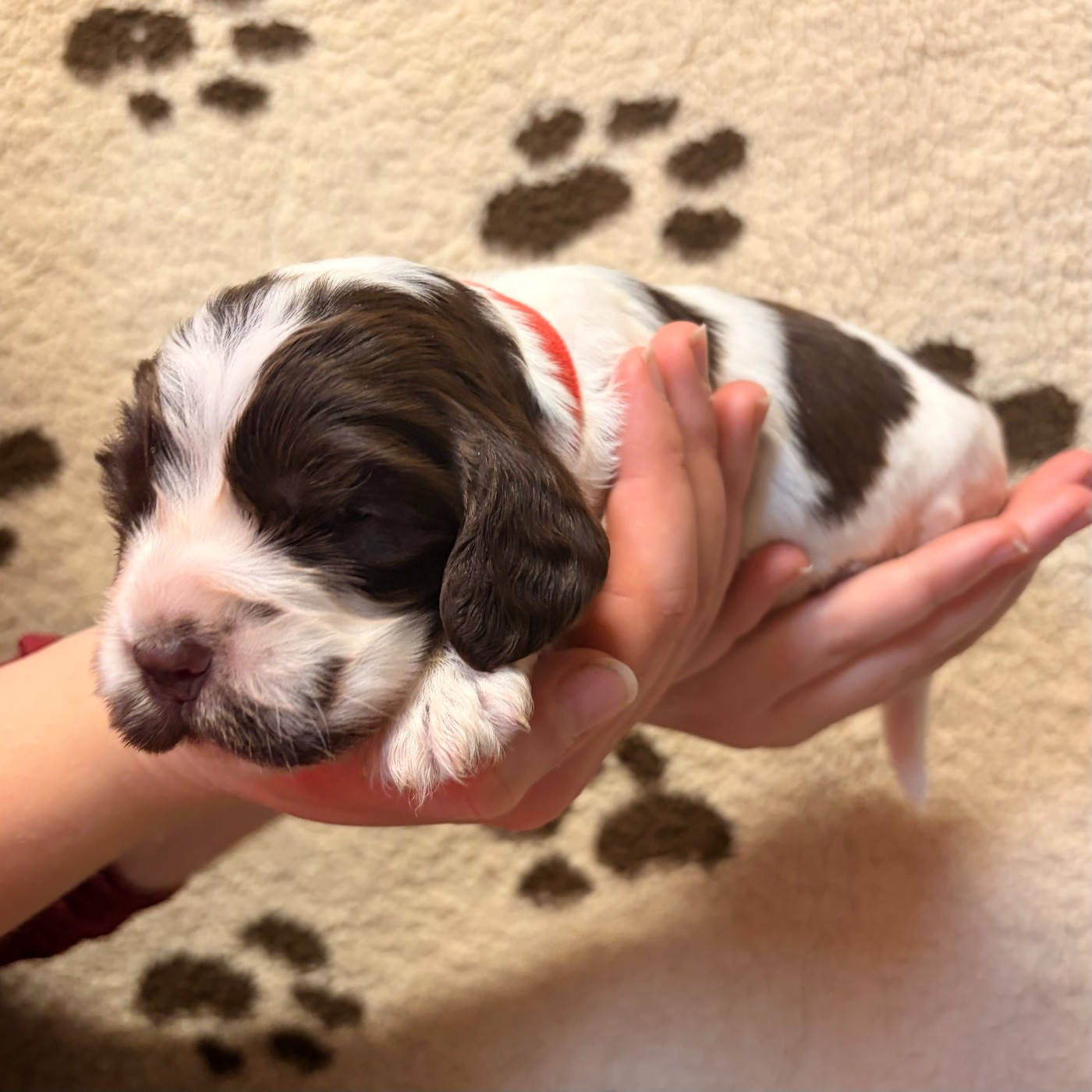 Du petit dan - Chiots disponibles - Cocker Spaniel Anglais