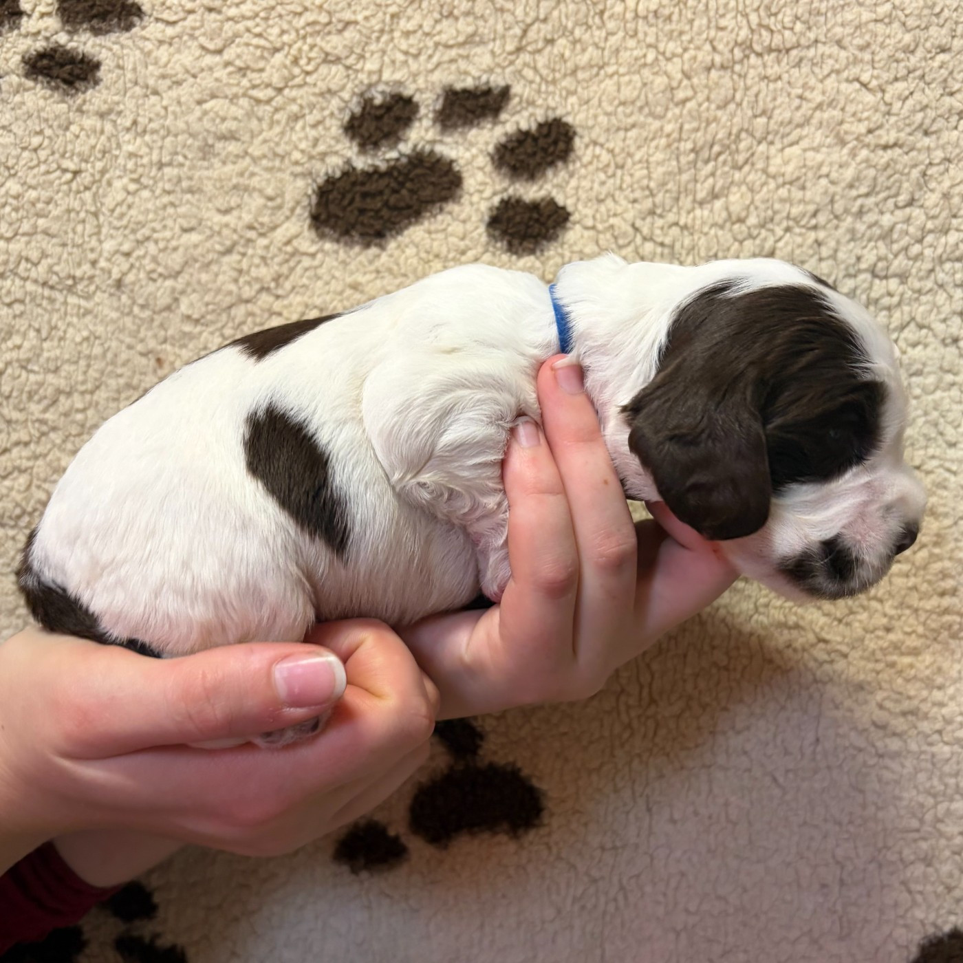 Du petit dan - Chiots disponibles - Cocker Spaniel Anglais