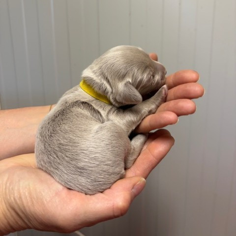 Du petit dan - Chiots disponibles - Braque de Weimar