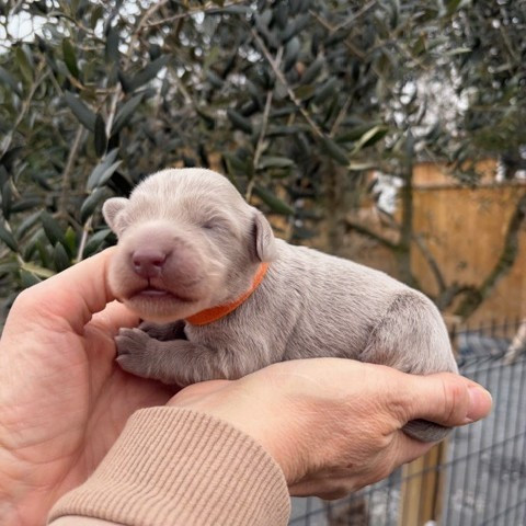 Du petit dan - Chiots disponibles - Braque de Weimar