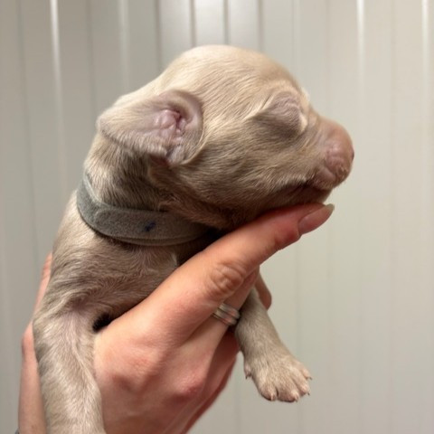 Du petit dan - Chiots disponibles - Braque de Weimar