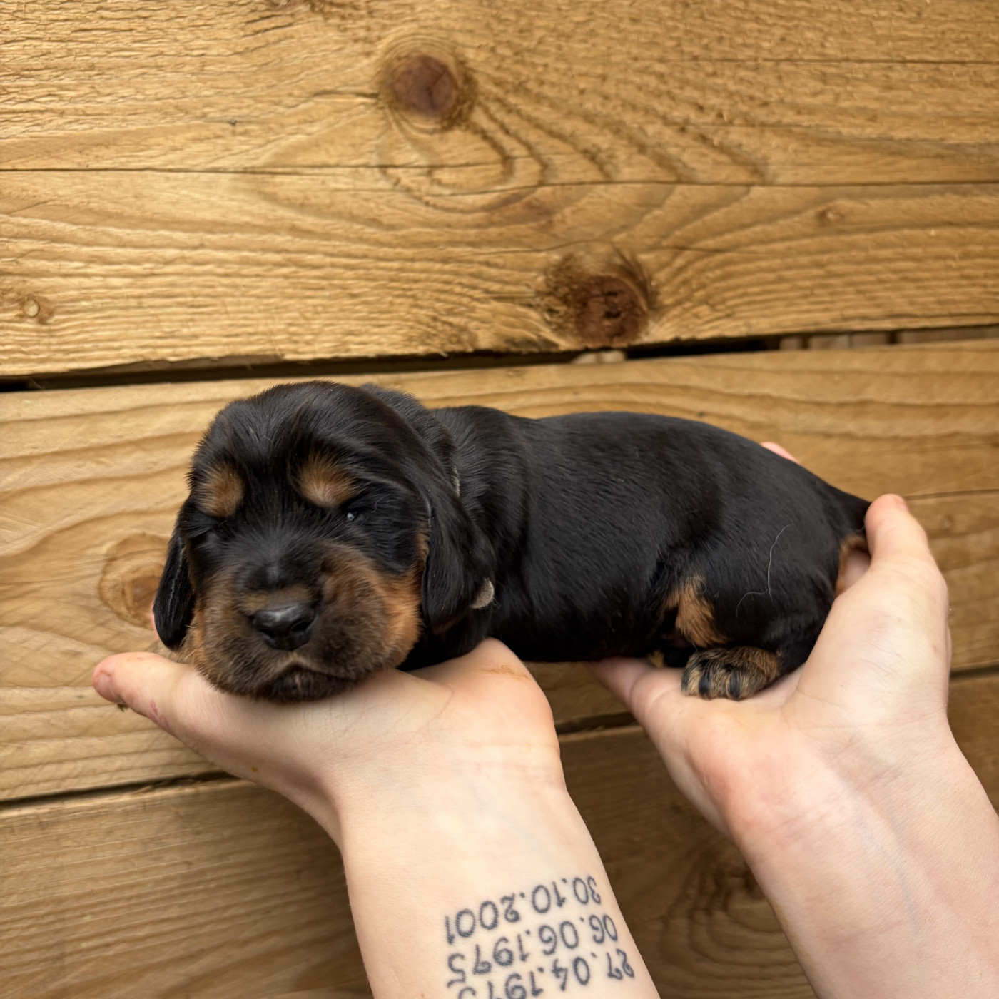 Du petit dan - Chiots disponibles - Cocker Spaniel Anglais