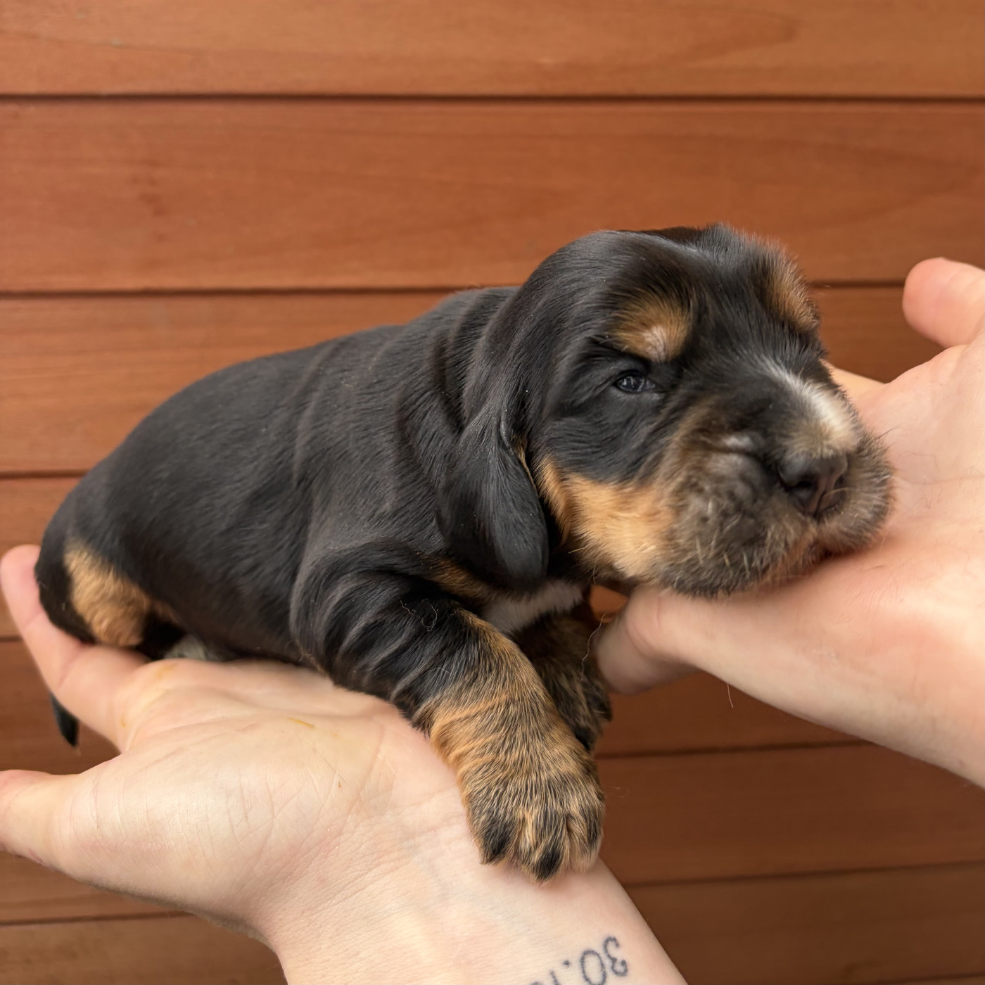 Du petit dan - Chiots disponibles - Cocker Spaniel Anglais