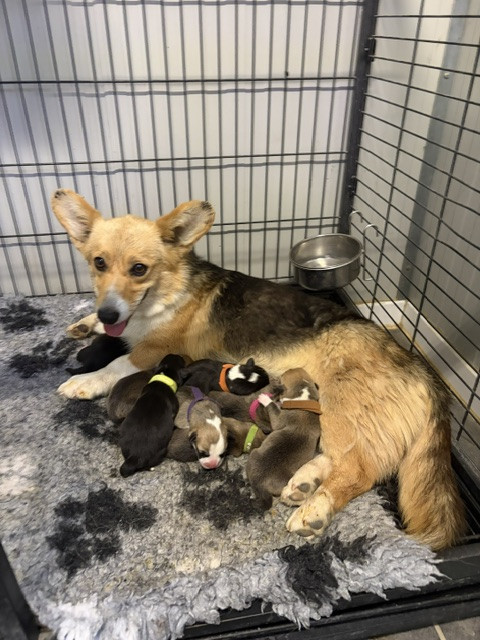 Chiot Welsh Corgi Pembroke Du petit dan