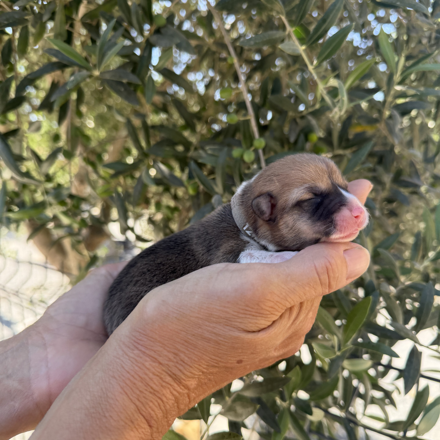 Du petit dan - Chiots disponibles - Welsh Corgi Pembroke