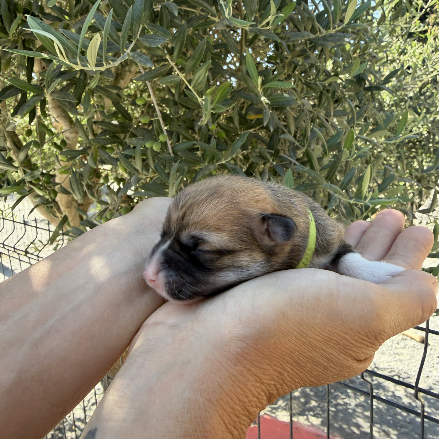 Du petit dan - Chiots disponibles - Welsh Corgi Pembroke