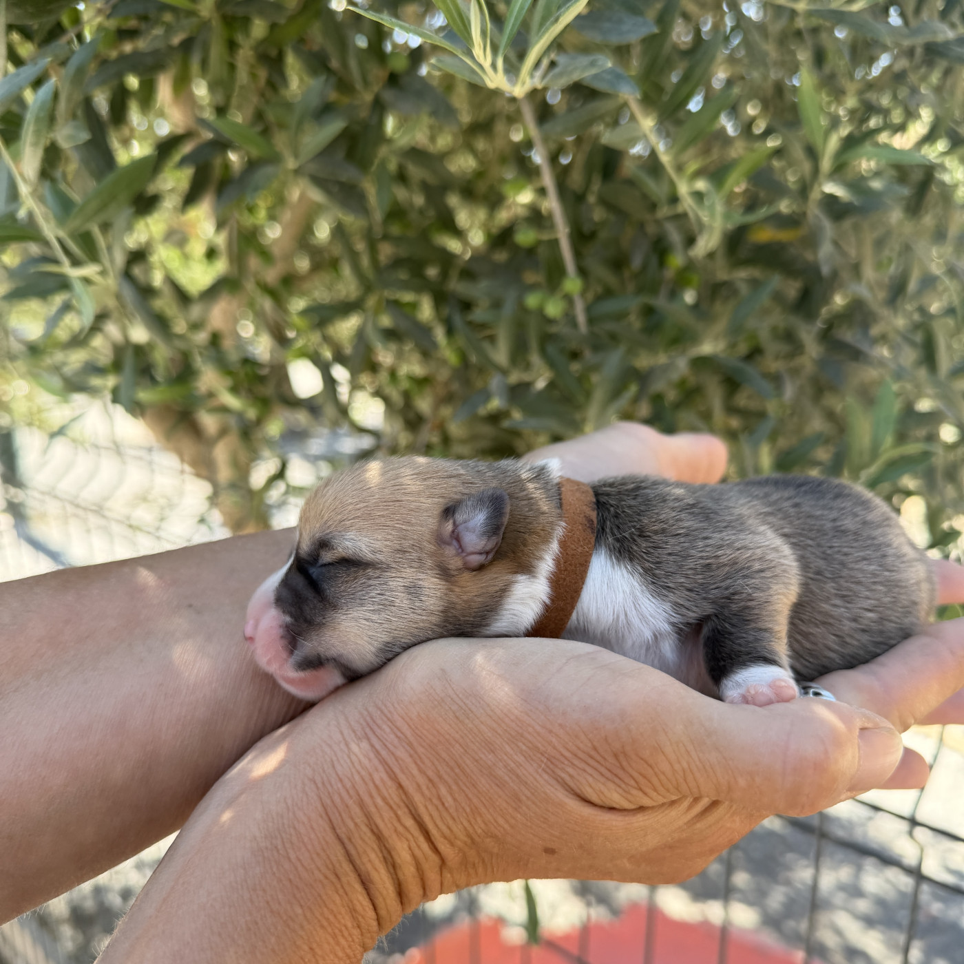 Du petit dan - Chiots disponibles - Welsh Corgi Pembroke