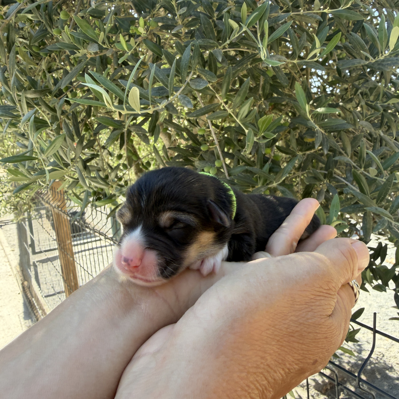 Du petit dan - Chiots disponibles - Welsh Corgi Pembroke