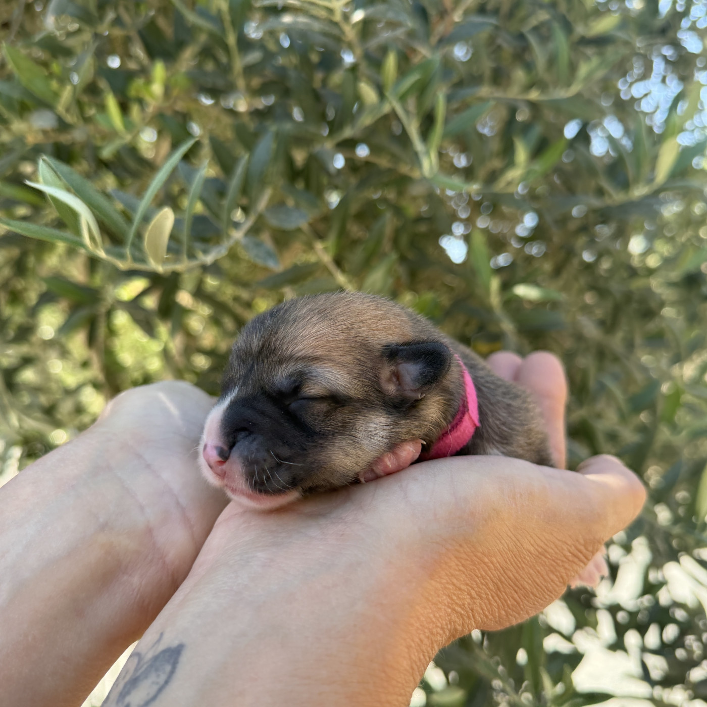 Du petit dan - Chiots disponibles - Welsh Corgi Pembroke
