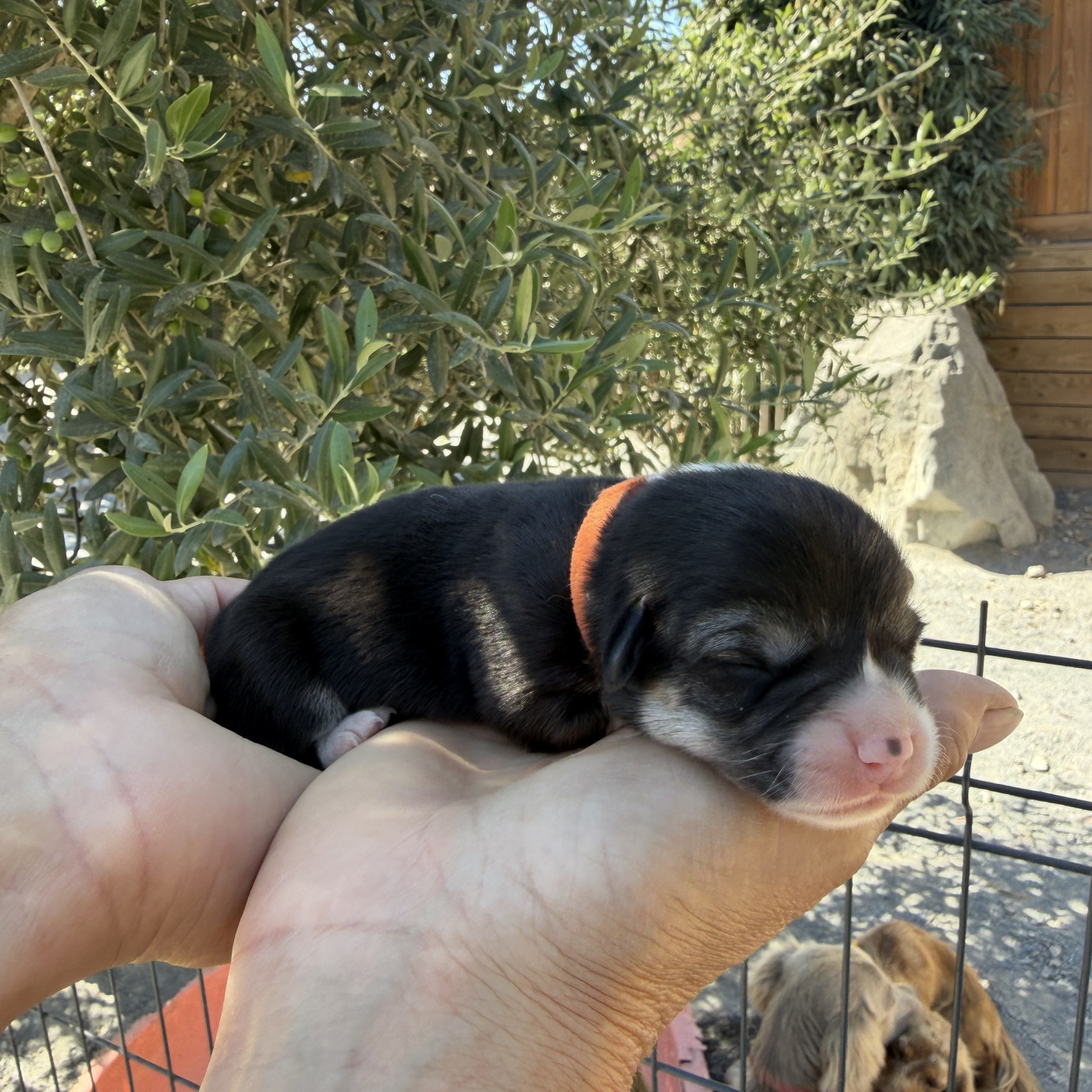 Du petit dan - Chiots disponibles - Welsh Corgi Pembroke
