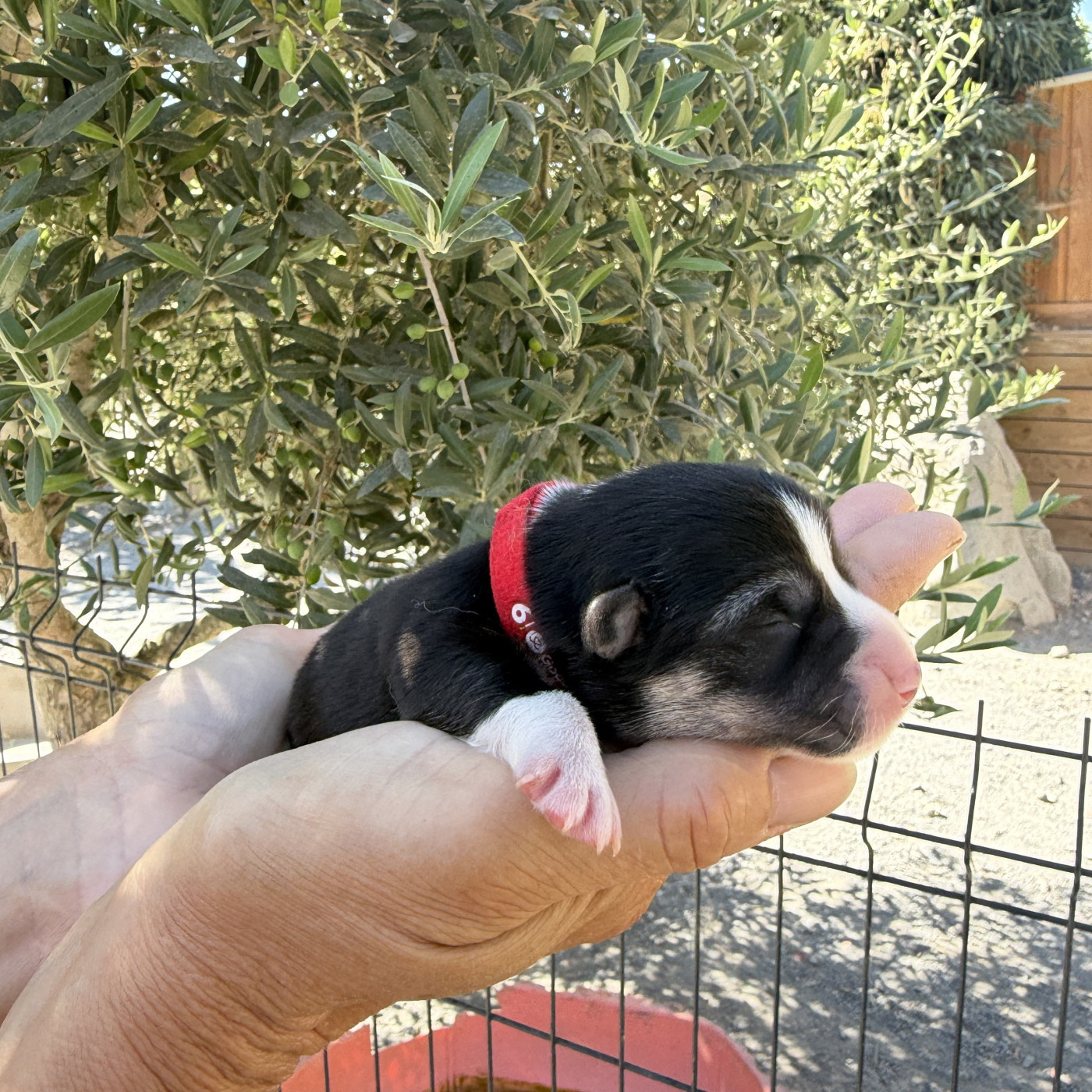 Du petit dan - Chiots disponibles - Welsh Corgi Pembroke