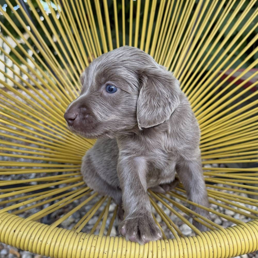 Du petit dan - Chiots disponibles - Braque de Weimar