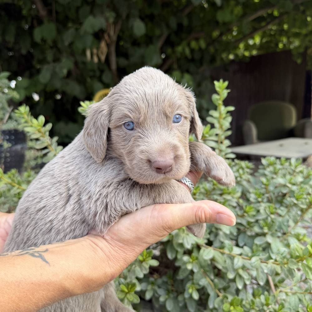 Du petit dan - Chiots disponibles - Braque de Weimar