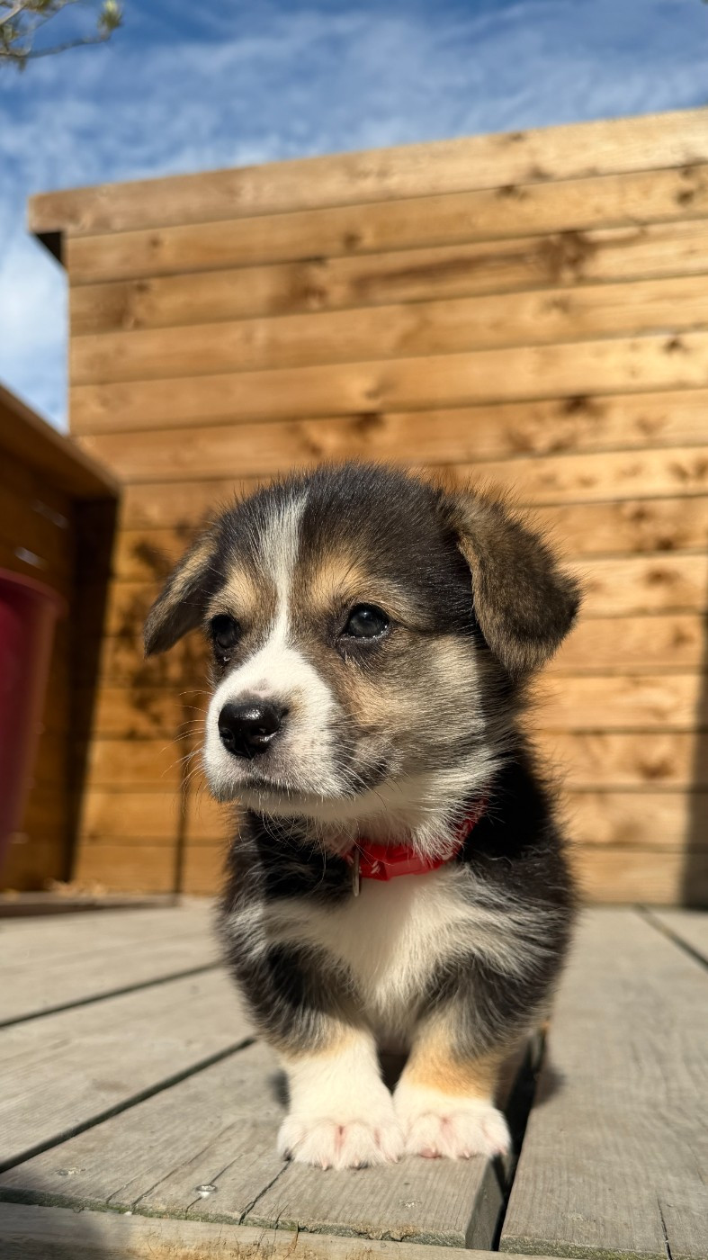 Du petit dan - Chiots disponibles - Welsh Corgi Pembroke