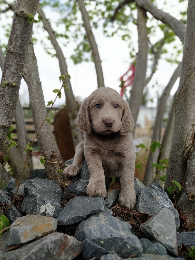 Du petit dan - Braque de Weimar - Portée née le 19/02/2023