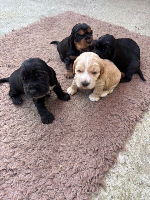 Du petit dan - Cocker Spaniel Anglais - Portée née le 03/08/2025