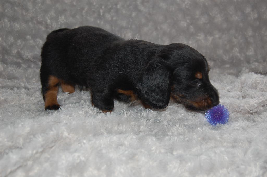Du petit dan - Teckel poil long - Portée née le 02/10/2018