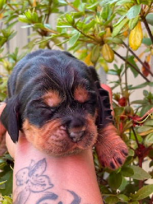 CHIOT 4