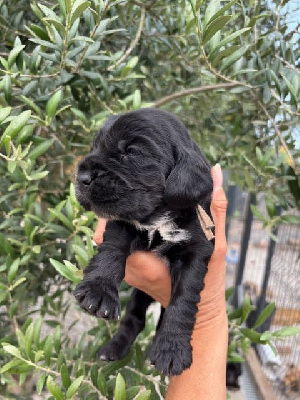 CHIOT 2