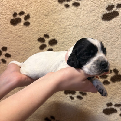 Femelle collier rose