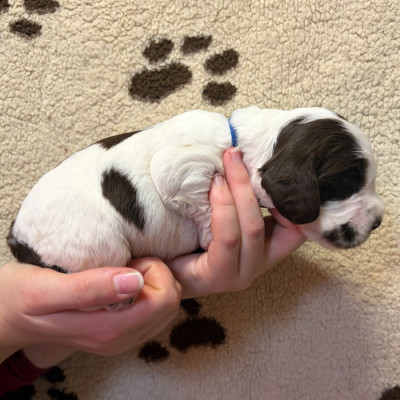 Mâle collier bleu foncé