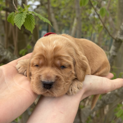 Mâle golden collier rouge