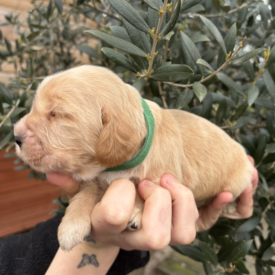 Mâle golden collier vert