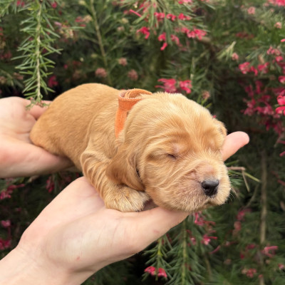 Mâle golden collier orange