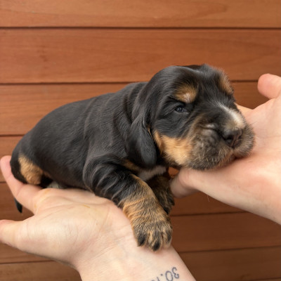 Femelle Noire Feu et Blanche