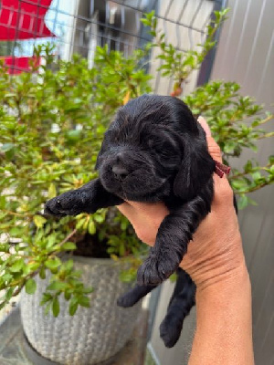 CHIOT 1