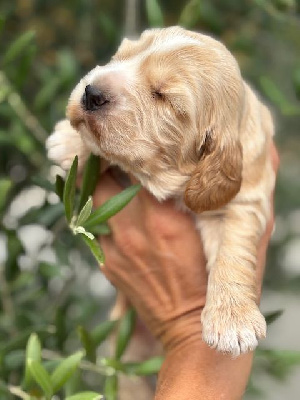 CHIOT 3