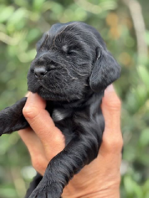 CHIOT 5